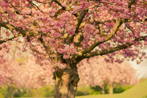 Féile Cherry Blossom