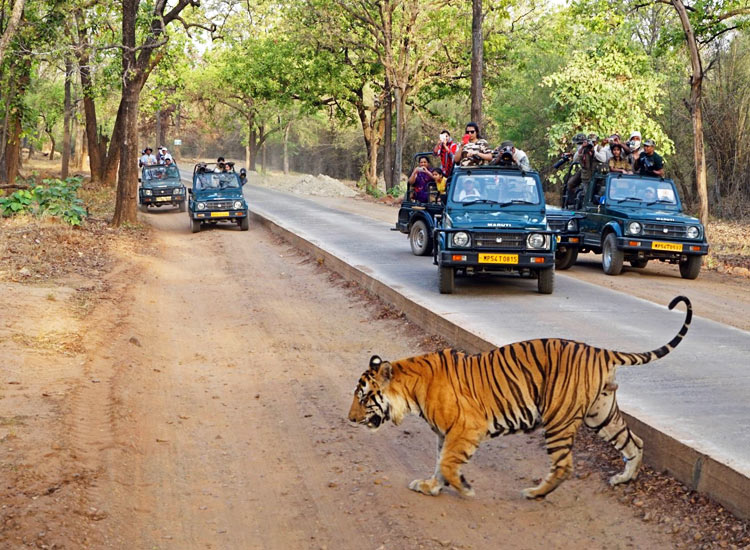 Bandhavgarh National Park Safari